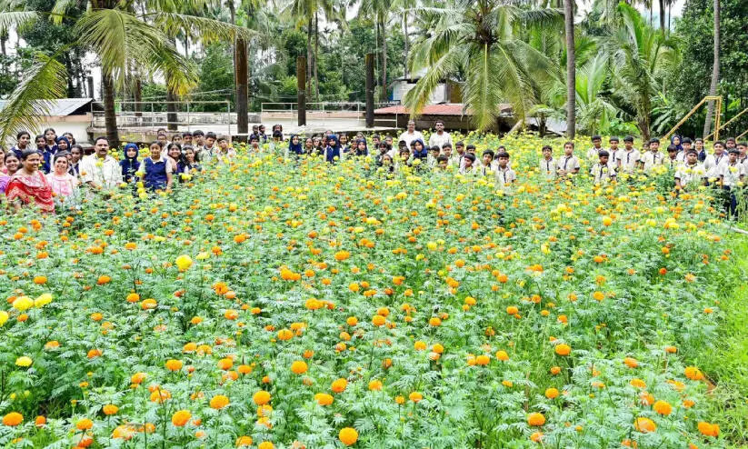 വിദ്യാലയ മുറ്റത്ത് ചെണ്ടുമല്ലി തോട്ടമൊരുക്കി വിദ്യാർഥികൾ