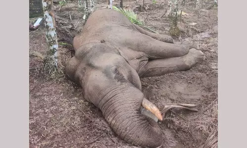 തിരുവിഴാംകുന്നിൽ സ്വകാര്യ സ്ഥലത്ത് കാട്ടാന ചെരിഞ്ഞു