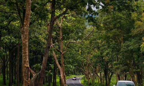 ബ​ന്ദി​പ്പൂ​ർ വ​ന​ത്തി​ൽ സൗ​രോ​ർ​ജ കാ​മ​റ​ക​ൾ