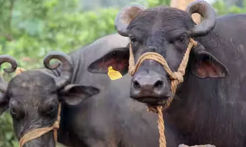 ശീതീകരിച്ച കണ്ടയ്​നറുകളിൽ മാംസ ഇറക്കുമതി;   പോത്തുകർഷകർ പ്രതിസന്ധിയിൽ