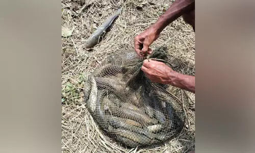 തിരുത്തിക്കാട് പാടത്ത് മീൻ ചാകര