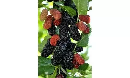 നാടൻ മൾബറി