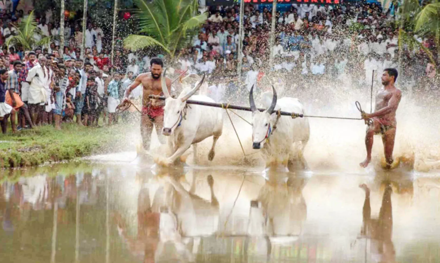 Andanappally Maramadi