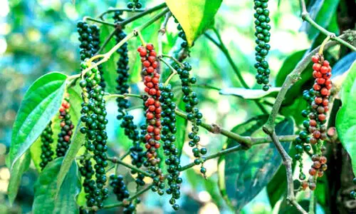 കുരുമുളകിന് വിലത്തകർച്ച; കുതിപ്പ് കാത്ത് ഏലം കർഷകർ