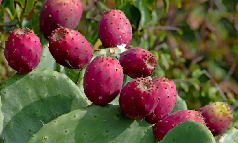 മു​ള്ള​ൻ​പ​ഴ​ത്തൊ​ലി ഉ​പ​യോ​ഗി​ച്ച് ജ​ല​ശു​ദ്ധീ​ക​ര​ണം; കി​ങ് ഖാ​ലി​ദ് സ​ർ​വ​ക​ലാ​ശാ​ല​ക്ക് പേ​റ്റ​ന്റ്