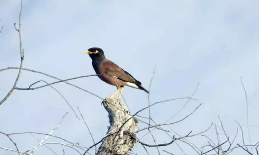 അധിനിവേശ പക്ഷികളെ തുരത്താനുള്ള കാമ്പയിൻ തുടരുന്നു: തെക്കൻ ബാത്തിനയിൽനിന്ന് ഇല്ലാതാക്കിയത് 12,597 കാക്കകളെയും മൈനകളെയും അധിനിവേശ പക്ഷികളെ തുരത്താനുള്ള കാമ്പയിൻ തുടരുന്നു: തെക്കൻ ബാത്തിനയിൽനിന്ന് ഇല്ലാതാക്കിയത് 12,597 കാക്കകളെയും മൈനകളെയും