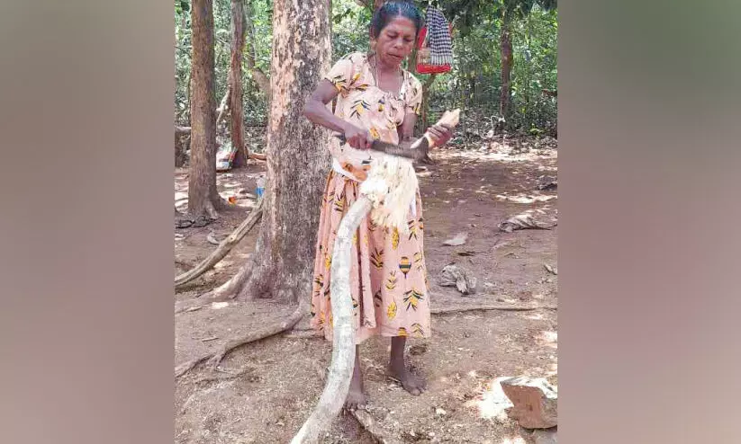 തണ്ണിത്തോട് റോഡിൽ ഇഞ്ചവെട്ട് സജീവം; സഞ്ചാരികൾക്ക് കൗതുകം തണ്ണിത്തോട് റോഡിൽ ഇഞ്ചവെട്ട് സജീവം; സഞ്ചാരികൾക്ക് കൗതുകം