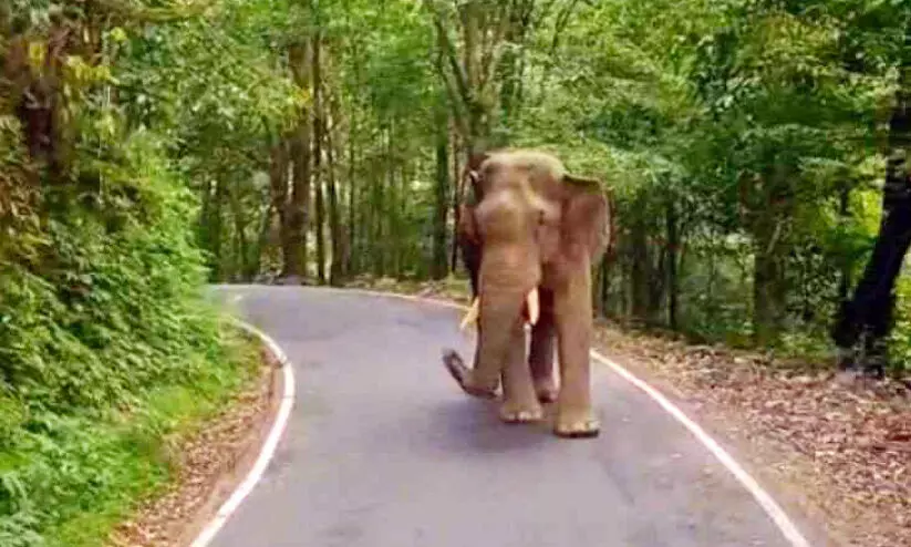 കബാലി നിലയുറപ്പിച്ചു; ആനമല റോഡിൽ ഗതാഗതം തടസ്സപ്പെട്ടു കബാലി നിലയുറപ്പിച്ചു; ആനമല റോഡിൽ ഗതാഗതം തടസ്സപ്പെട്ടു