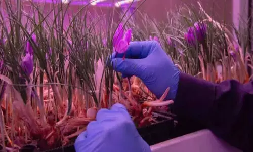 സൗദിയിൽ പ്രതീക്ഷ നൽകുന്ന വിളയായി കുങ്കുമപ്പൂവ് സൗദിയിൽ പ്രതീക്ഷ നൽകുന്ന വിളയായി കുങ്കുമപ്പൂവ്