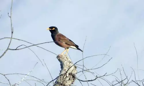 അ​ധി​നി​വേ​ശ പ​ക്ഷി​ക​ളെ തു​ര​ത്താ​നു​ള്ള കാ​മ്പ​യി​ൻ തു​ട​രു​ന്നു: തെ​ക്ക​ൻ ബാ​ത്തി​ന​യി​ൽ​നി​ന്ന്   ഇ​ല്ലാ​താ​ക്കി​യ​ത് 12,597 കാ​ക്ക​ക​ളെ​യും മൈ​ന​ക​ളെ​യും