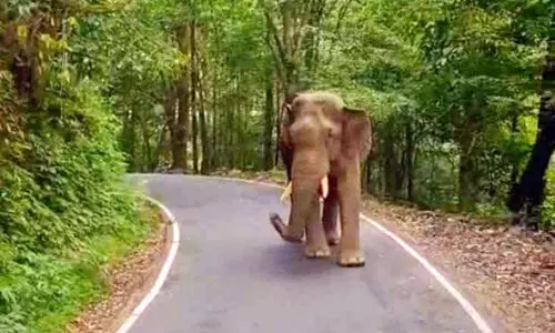 കബാലി നിലയുറപ്പിച്ചു; ആനമല റോഡിൽ ഗതാഗതം തടസ്സപ്പെട്ടു