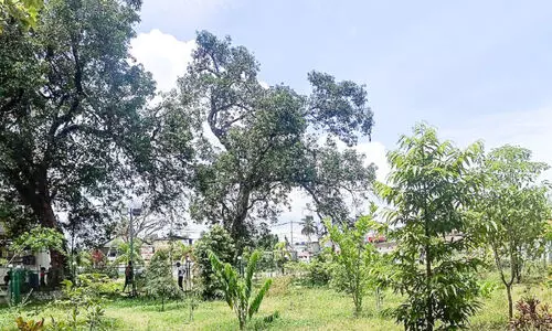 ജില്ലയിലെ അഞ്ച് പച്ചത്തുരുത്തുകൾക്ക് മുഖ്യമന്ത്രിയുടെ പുരസ്‌കാരം