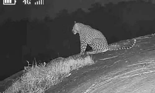 മ​ണ്ണാ​ർ​മ​ല​ക്കാ​രു​ടെ ഉ​റ​ക്കം കെടുത്തി വീ​ണ്ടും സി.​സി.​ടി.​വി ദൃ​ശ്യം