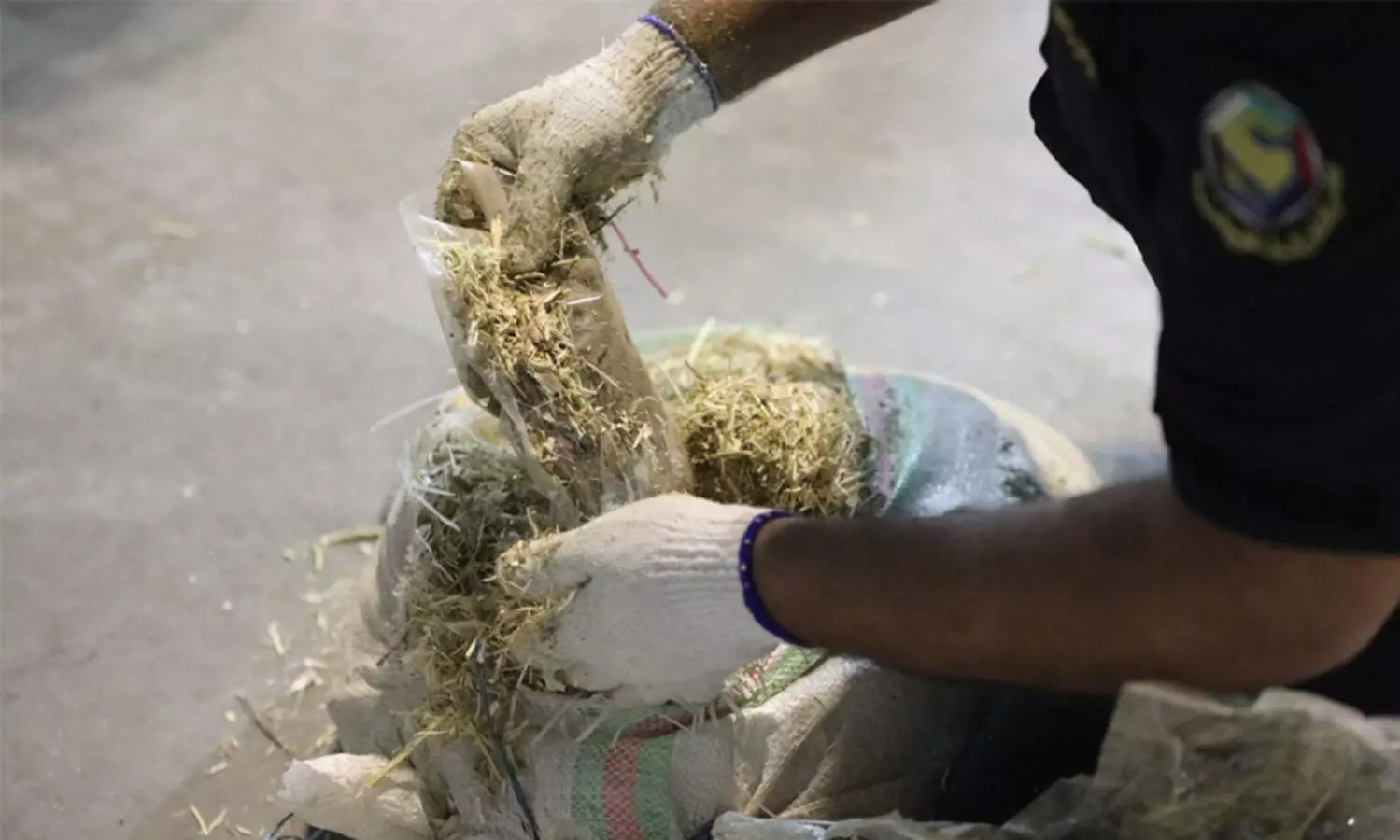 കാലിത്തീറ്റക്കിടയിൽ ഒളിപ്പിച്ച് കഞ്ചാവ് കടത്താൻ നീക്കം; 60 കിലോ പിടികൂടി