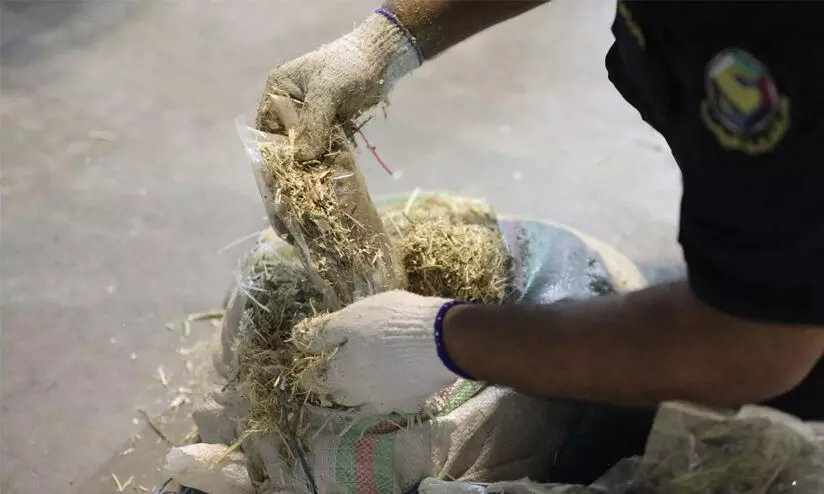 കാലിത്തീറ്റക്കിടയിൽ ഒളിപ്പിച്ച് കഞ്ചാവ് കടത്താൻ നീക്കം; 60 കിലോ പിടികൂടി