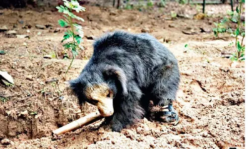കരടിക്ക് കൃത്രിമ കാലുമായി ബന്നാര്ഘട്ട ദേശീയോദ്യാനം കരടിക്ക് കൃത്രിമ കാലുമായി ബന്നാര്ഘട്ട ദേശീയോദ്യാനം