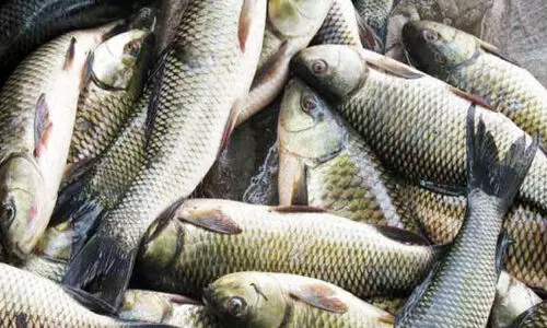 ലക്ഷ്യംകണ്ട്​ ഫിഷറീസ് വകുപ്പിന്‍റെ പദ്ധതികൾ; മത്സ്യോല്‍പാദനം 3636 മെട്രിക് ടണ്‍ വർധിച്ചു