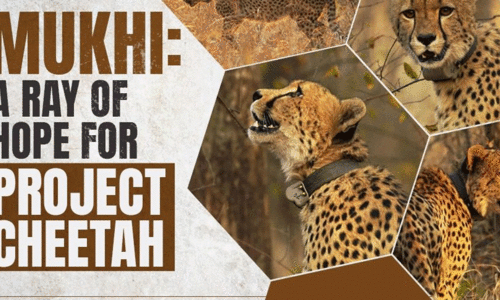 ഇന്ത്യയിൽ നിന്ന് ചീറ്റകൾ അപ്രത്യക്ഷമായിട്ട് 75 വർഷം; ഇവിടത്തെ മണ്ണിൽ ജനിച്ച കുഞ്ഞ് ‘മുഖി’ക്ക് ജീവൻ തിരിച്ചു കിട്ടിയത് കടുത്ത വെല്ലുവിളികളിലൂടെ