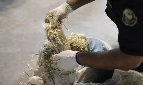 കാലിത്തീറ്റക്കിടയിൽ ഒളിപ്പിച്ച് കഞ്ചാവ് കടത്താൻ നീക്കം; 60 കിലോ പിടികൂടി