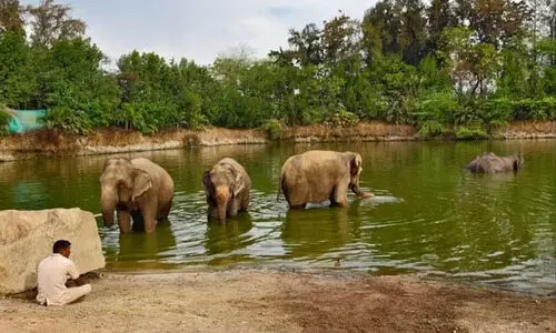വൻതാര: വേണമെങ്കിൽ ‘നീതി’ വേഗത്തിലുമെത്തും
