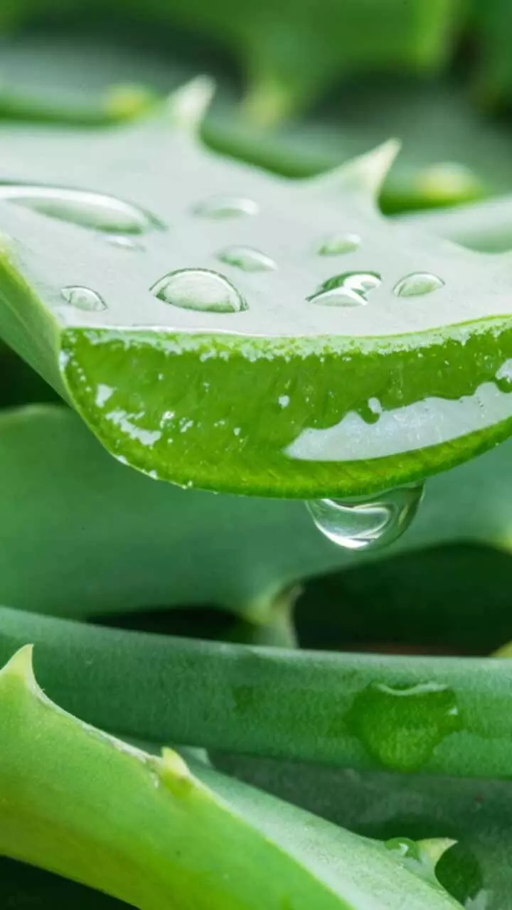 വെറും വയറ്റിൽ കറ്റാർ വാഴ ജ്യൂസ് കുടിക്കുന്നത് കൊണ്ടുള്ള ഗുണങ്ങൾ