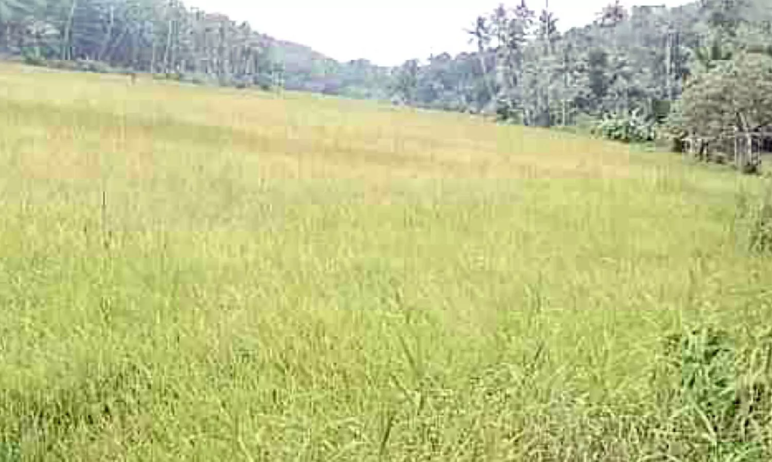 നഗരൂരിന്‍റെ നെല്ലറയായ ചിന്ത്രനെല്ലൂരിൽ നെൽകൃഷി അന്യമായി