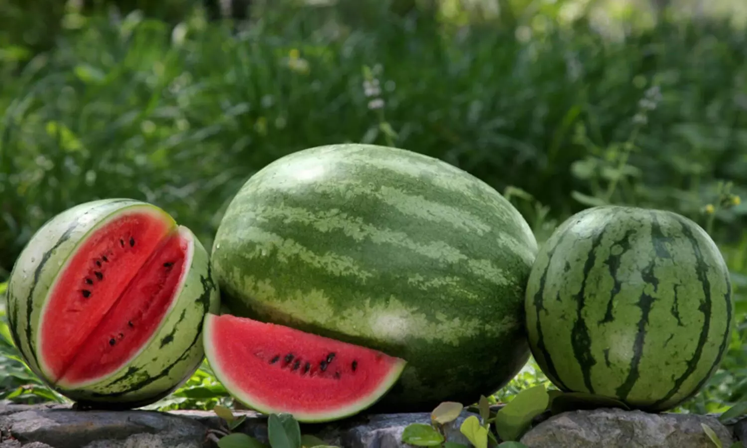 watermelon