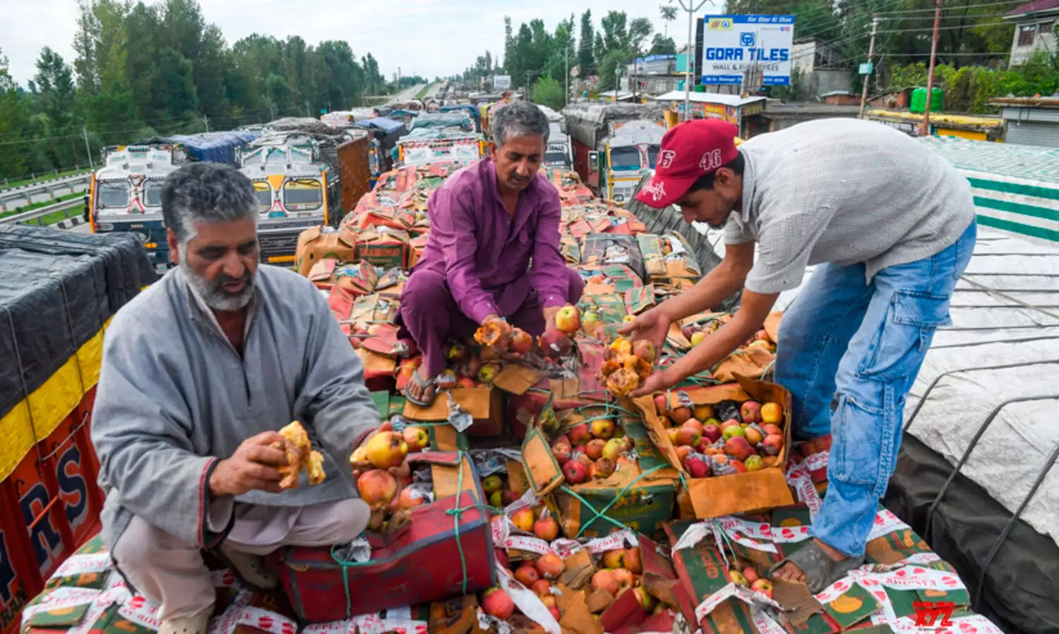 Kashmir Apple Crisis,Apple Farmers in Distress,Kashmir Orchard Loss,Apples Rotting on Highway,Kashmir Economic Impact,National Highway Traffic Disruption,Farmers Struggles Kashmir,Apple Crop Wastage, കാശ്മിർ,ആപ്പിൾ തോട്ടം, ബാരാമുള്ള