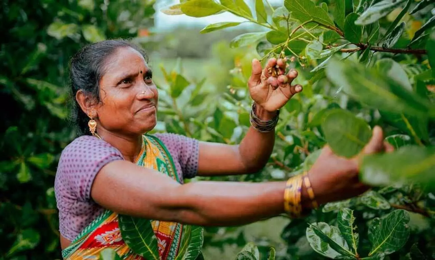 ഇന്ത്യയിലെ 35,000 ചെറുകിട കർഷകർക്ക് വാൾമാർടിന്റെ സാ​ങ്കേതിക പരിശീലനം; പട്ടിക വർഗ മുൻഗണനയിൽ