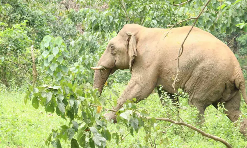 ആറളം ഫാം പുനരധിവാസ മേഖലക്ക് പേടിസ്വപ്നമായി മൊട്ടുകൊമ്പൻ ആറളം ഫാം പുനരധിവാസ മേഖലക്ക് പേടിസ്വപ്നമായി മൊട്ടുകൊമ്പൻ
