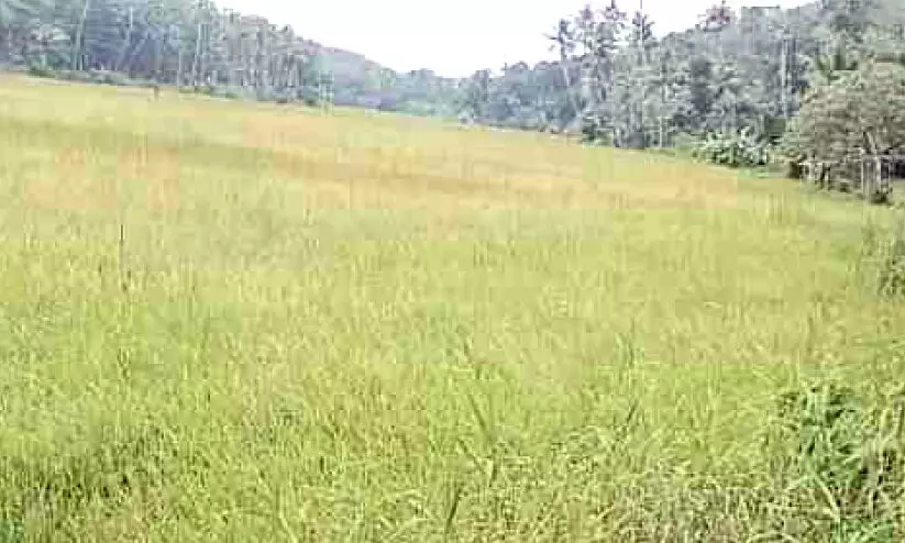 നഗരൂരിന്റെ നെല്ലറയായ ചിന്ത്രനെല്ലൂരിൽ നെൽകൃഷി അന്യമായി നഗരൂരിന്റെ നെല്ലറയായ ചിന്ത്രനെല്ലൂരിൽ നെൽകൃഷി അന്യമായി