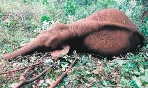 അ​ഞ്ച് വ​ർ​ഷം: വൈ​ദ്യു​താ​ഘാ​ത​മേ​റ്റ് ച​ത്ത​ത് 335 മൃ​ഗ​ങ്ങ​ൾ