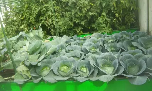 Cabbage cultivation