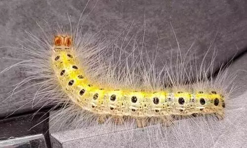 കോന്നി- തണ്ണിത്തോട്​ തേക്കില പുഴു ശല്യം രൂക്ഷം