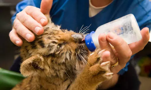 ലൈ​സ​ൻ​സി​ല്ലാ​തെ അ​പ​ക​ട​കാ​രി​ക​ളാ​യ മൃ​ഗ​ങ്ങ​ളെ വ​ള​ർ​ത്തു​ന്ന​വ​ർ​ക്ക് പി​ഴ​യും ത​ട​വും; പു​തി​യ നി​യ​മം പ​രി​ഗ​ണ​ന​യി​ൽ