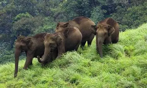 വന്യജീവി സംരക്ഷണ നിയമ ഭേദഗതി ബിൽ; പ്രതീക്ഷയർപ്പിച്ച് ജില്ല