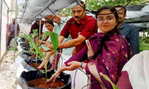 പോ​ളി ഹൗ​സ് ക​സ്തൂ​രി​മ​ഞ്ഞ​ൾ കൃ​ഷി​യു​മാ​യി യു​വ​ക​ർ​ഷ​ക​ർ