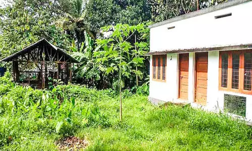 മൃഗാശുപത്രി ഷെല്‍ട്ടര്‍ കാടുകയറി; തെരുവുനായ്​ ശല്യം രൂക്ഷം