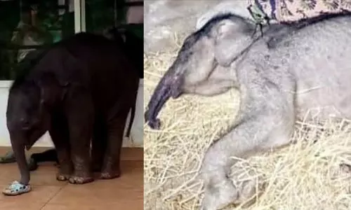 ചേകാടി സ്കൂളിലെത്തി കുറുമ്പ് കാട്ടിയ ആനക്കുട്ടി ചരിഞ്ഞു