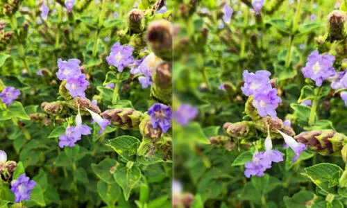 നീ​ല​ഗി​രി​യി​ൽ വി​രി​യു​ന്ന കു​റി​ഞ്ഞിപ്പൂക്ക​ൾ