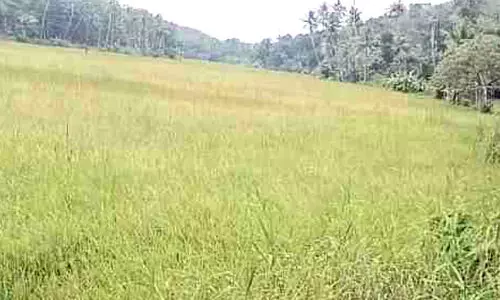 നഗരൂരിന്‍റെ നെല്ലറയായ ചിന്ത്രനെല്ലൂരിൽ നെൽകൃഷി അന്യമായി