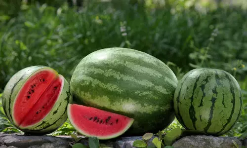 watermelon
