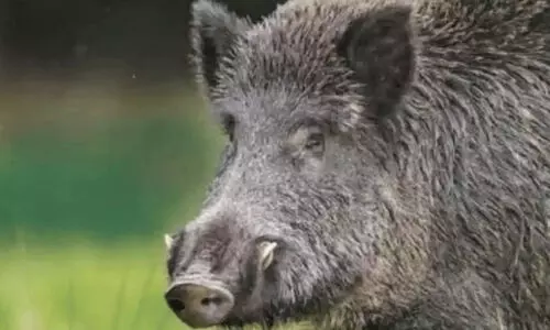 4,734 കാട്ടുപന്നികളെ വെടിവെച്ച് കൊന്നു -എ.കെ. ശശീന്ദ്രൻ