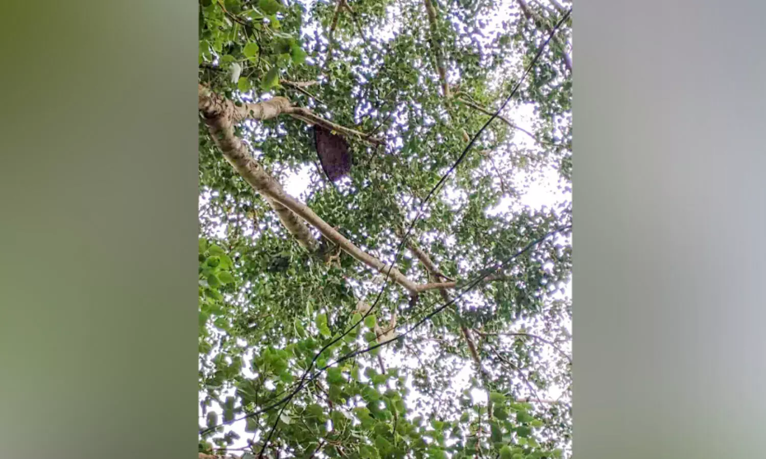 സ്കൂ​ൾ വ​ഴി​യി​ലെ തേ​നീ​ച്ചക്കൂട് വി​ദ്യാ​ർ​ഥി​ക​ൾ​ക്ക് ഭീ​ഷ​ണി​യാ​കു​ന്നു