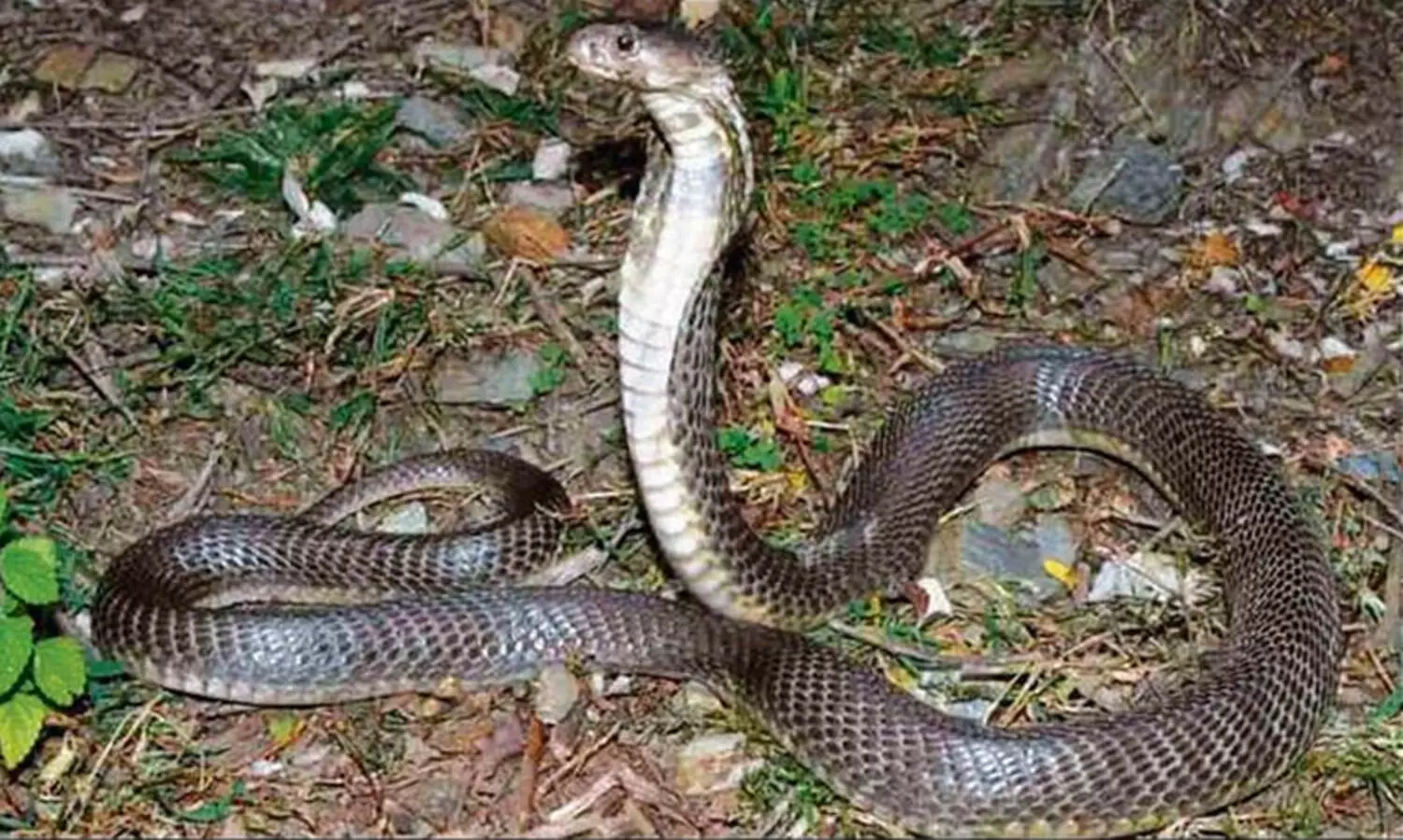 പ്രളയത്തിനുശേഷം പാമ്പുകടിയേറ്റ് 16 മരണം, 10,000 പേർക്ക് നേത്രരോഗം, 22,000 ചർമ്മ അണുബാധകൾ -പഞ്ചാബ് മന്ത്രി