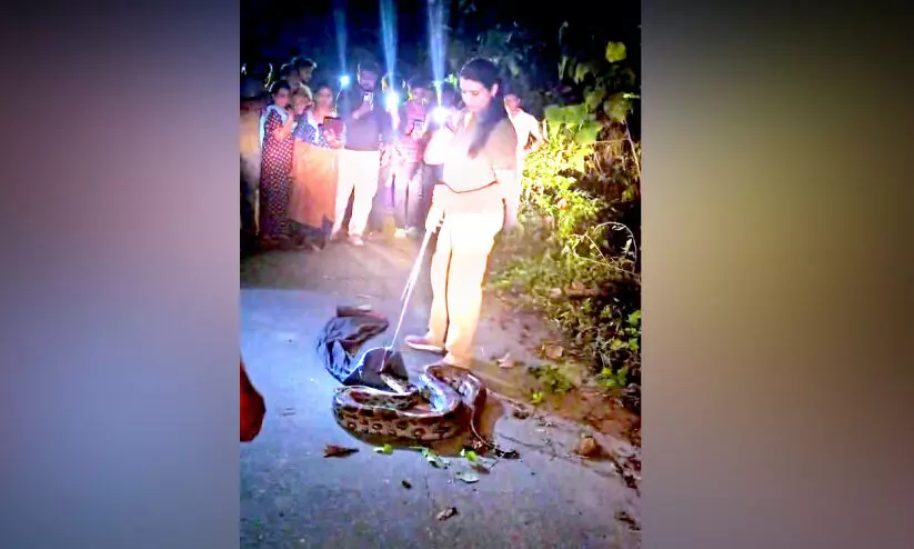 നാട്ടുകാരുടെ ഉറക്കംകെടുത്തി പെരുമ്പാമ്പുകൾ കുടിയിറങ്ങുന്നു നാട്ടുകാരുടെ ഉറക്കംകെടുത്തി പെരുമ്പാമ്പുകൾ കുടിയിറങ്ങുന്നു