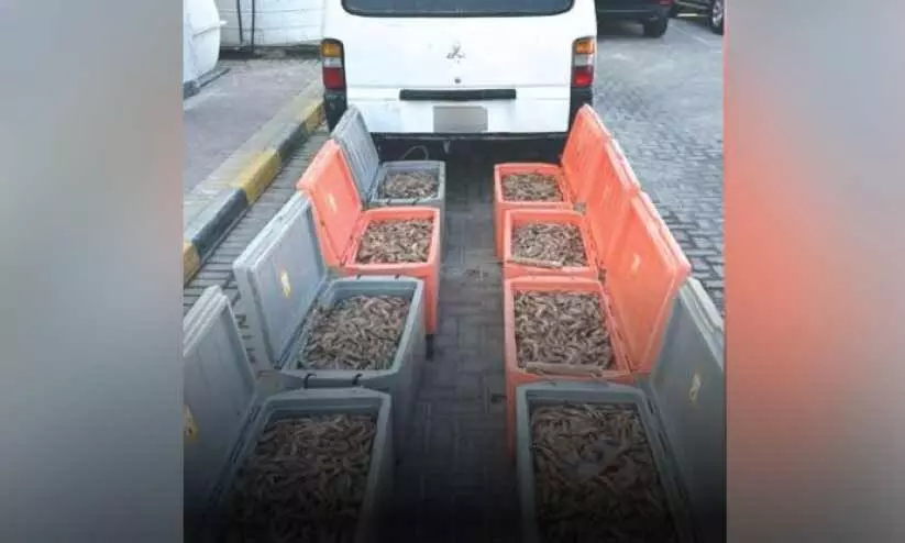 296 കിലോഗ്രാം അനധികൃത ചെമ്മീൻ പിടികൂടി 296 കിലോഗ്രാം അനധികൃത ചെമ്മീൻ പിടികൂടി