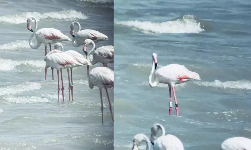 കാലാവസ്ഥ മാറുന്നു; ദേശാടനപ്പക്ഷികൾ എത്തിത്തുടങ്ങി കാലാവസ്ഥ മാറുന്നു; ദേശാടനപ്പക്ഷികൾ എത്തിത്തുടങ്ങി