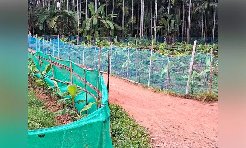 wild pig attack wild pig attack