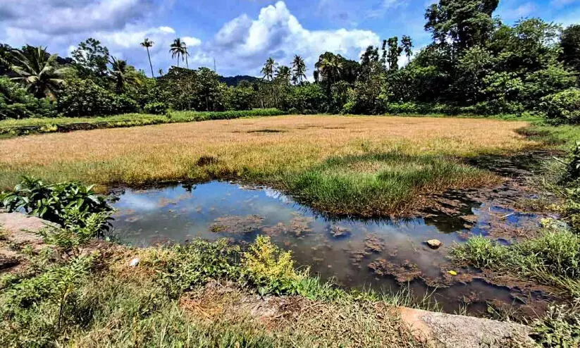 ലക്ഷങ്ങള് ചെലവഴിച്ച് നവീകരിച്ച കാവനാട് ചിറയില് പായലും ചണ്ടിയും നിറയുന്നു ലക്ഷങ്ങള് ചെലവഴിച്ച് നവീകരിച്ച കാവനാട് ചിറയില് പായലും ചണ്ടിയും നിറയുന്നു